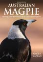 Australian Magpie - Preview