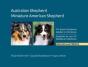 Australian Shepherd, Miniature American Shepherd - Preview