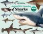 Australia'S Amazing Sharks - Preview