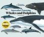Australia'S Amazing Whales And Dolphins - Preview