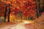 Autumn Rain - Preview