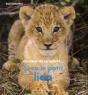 Avec Le Petit Lion - Preview