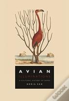 Avian Illuminations