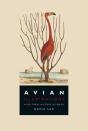 Avian Illuminations - Preview