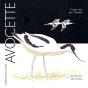 Avocette - Preview