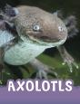 Axolotls - Preview