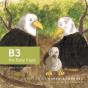 B3 The Baby Eagle - Preview