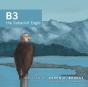 B3 The Subadult Eagle - Preview