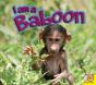 Baboon - Preview
