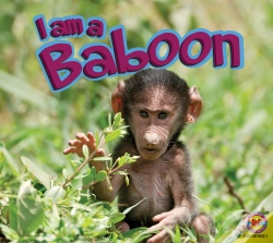 Capa do artigo Baboon