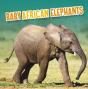 Baby African Elephants - Preview