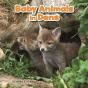 Baby Animals In Dens - Preview