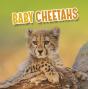 Baby Cheetahs - Preview