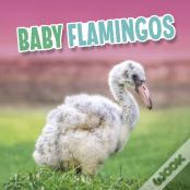Baby Flamingos