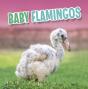 Baby Flamingos - Preview