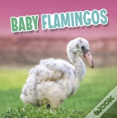 Baby Flamingos