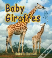 Baby Giraffes