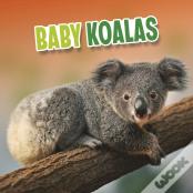 Baby Koalas