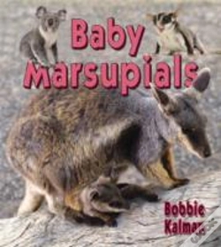 Capa do artigo Baby Marsupials