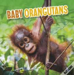 Capa do artigo Baby Orangutans