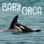Baby Orca - Preview