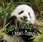 Baby Panda Chews Bamboo - Preview