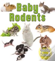 Baby Rodents