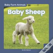 Baby Sheep