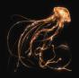 Back to the Water Below - CD - Preview