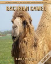 Bactrian Camel