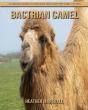 Bactrian Camel - Preview