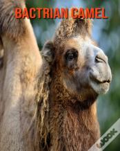 Bactrian Camel