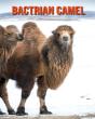Bactrian Camel - Preview