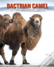 Capa do artigo Bactrian Camel