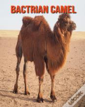 Bactrian Camel