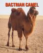 Bactrian Camel - Preview