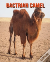 Capa do artigo Bactrian Camel