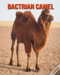 Capa do artigo Bactrian Camel