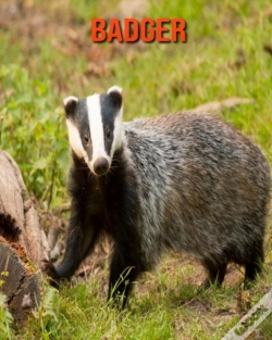 Capa do artigo Badger