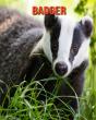 Badger - Preview