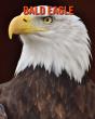 Bald Eagle - Preview