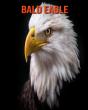 Bald Eagle - Preview