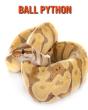 Ball Python - Preview