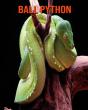 Ball Python - Preview