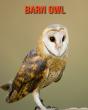 Barn Owl - Preview