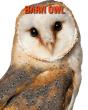 Barn Owl - Preview