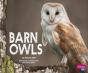 Barn Owls - Preview