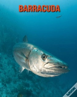 Capa do artigo Barracuda