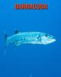 Barracuda - Preview