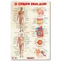 Base Didatica O Corpo Humano 60X40Cm Ldpp-225 - Preview
